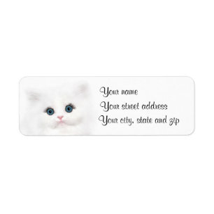 Visage persan blanc de chaton
