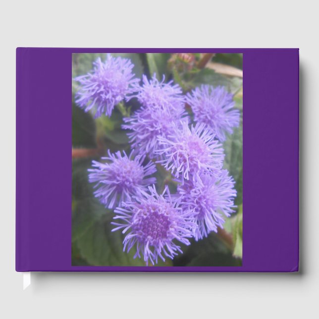 Viscountess, Guest Book (Front)