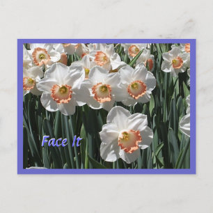 Visez-Le - Carte postale Daffodiques