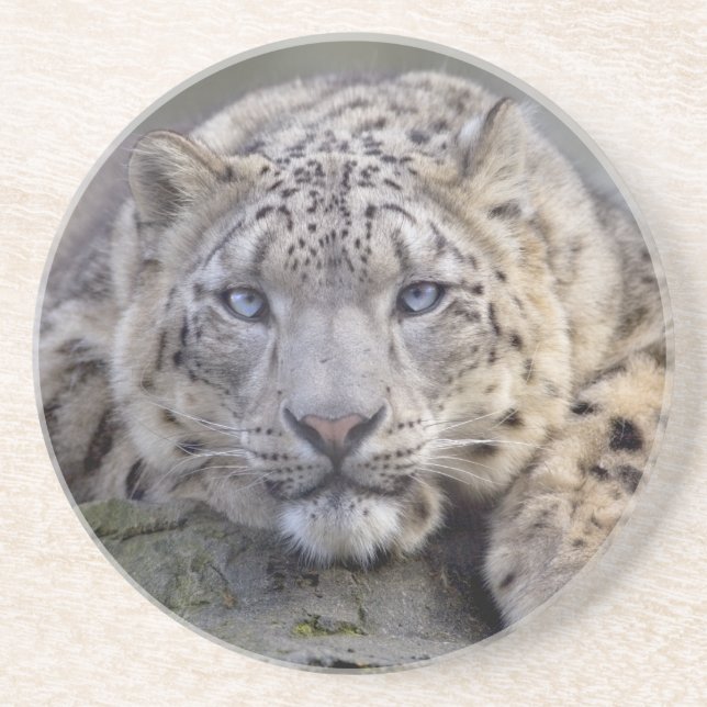 Vishnu Snow Leopard Coaster (Front)