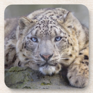 Vishnu Snow Leopard Set of 6 Coasters