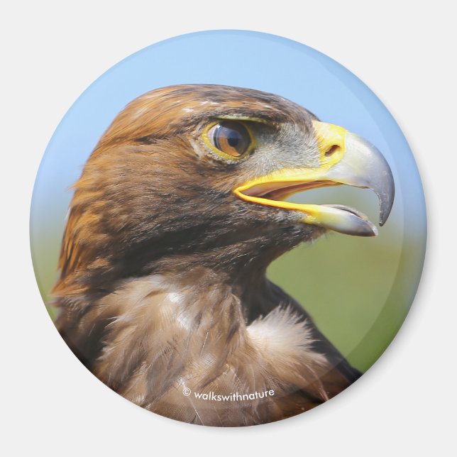 Vision of a Beautiful Young Golden Eagle Magnet (Front)