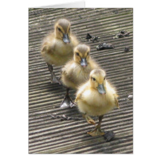 Visiteurs de canard
