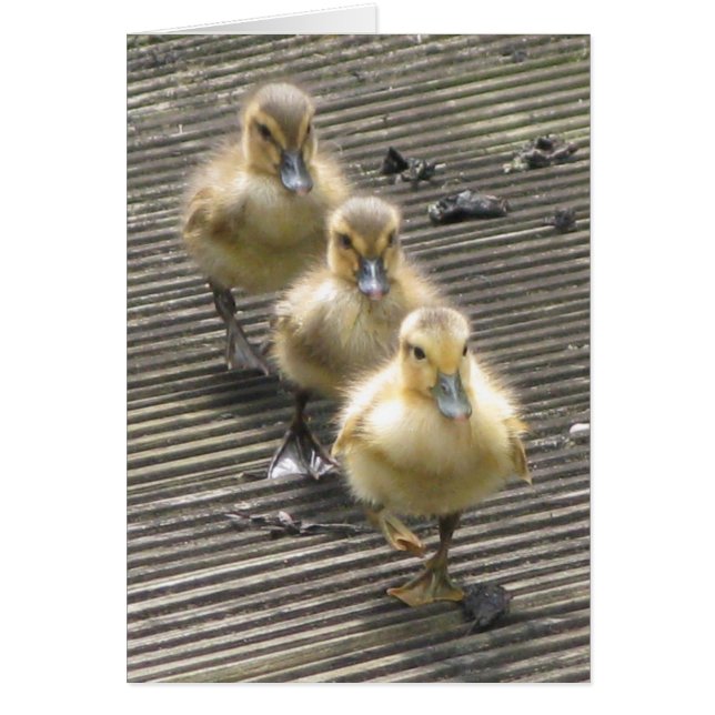 Visiteurs de canard (Devant)