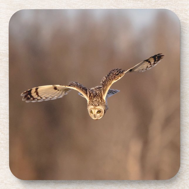 Visitors of the Grasslands: Short-Eared Owls Coaster (Front)