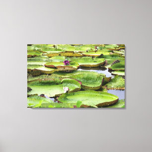 Vitoria Regis, giant water lilies in the Amazon Canvas Print
