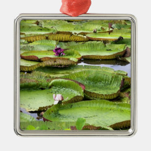 Vitoria Regis, giant water lilies in the Amazon Metal Ornament