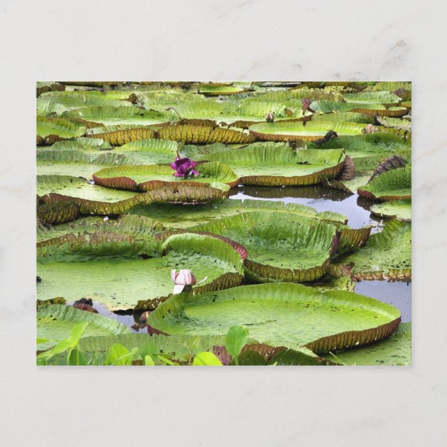 Vitoria Regis, giant water lilies in the Amazon Postcard (Front)