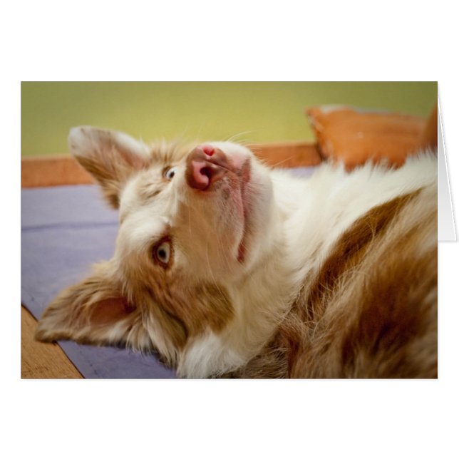 Viva the Border Collie relaxing on the bed (Front Horizontal)