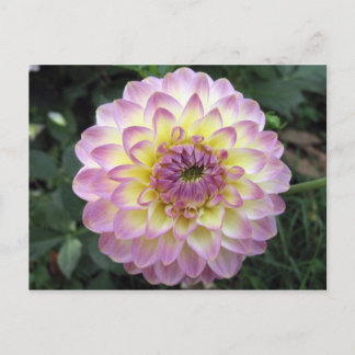 Vivid Lavender Creme Dahlia Postcard