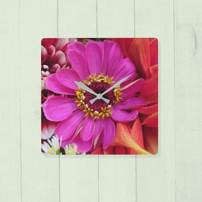 Vivid Magenta Zinnia Among Multicolor Dahlias Square Wall Clock (Creator Uploaded)