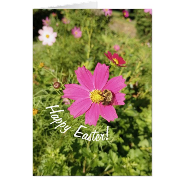 Vivid Pink Cosmos Flower Easter Card (Front)