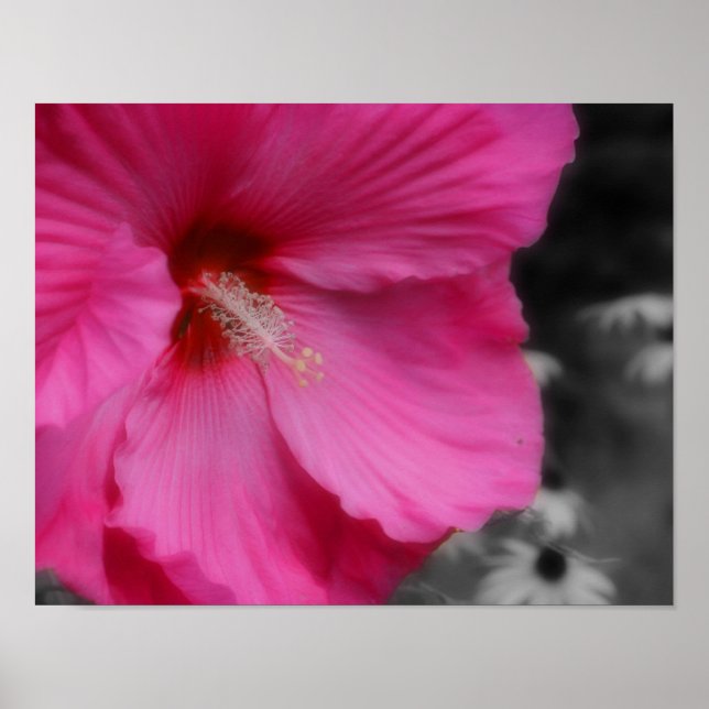 Vivid Pink Hibiscus Flower Partial Colour  Poster (Front)