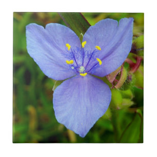 Vivid Purple Spiderwort Floral Photo Carreaux en c
