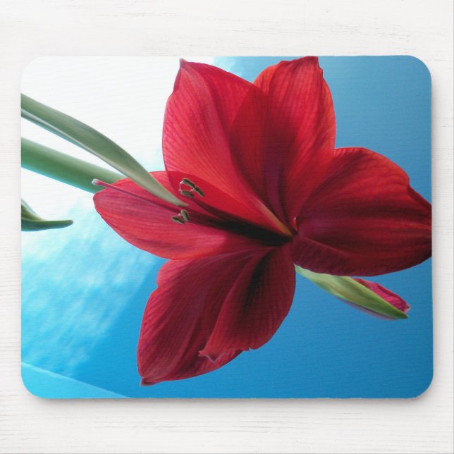 Vivid red Amaryllis Flower Mouse Pad (Front)