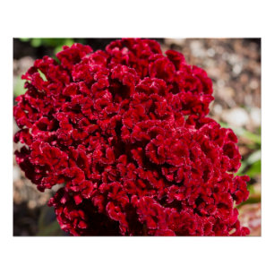 Vivid Red Celosia Print