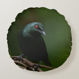 Vivid Red Eyes of the Asian Glossy Starling Round Pillow