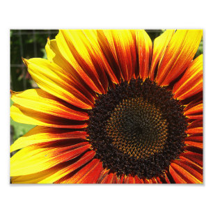 Vivid Sunflower Closeup 10x8 Photo Print