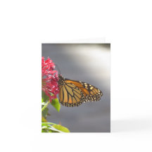 Vivid Tropical Butterfly Folded Greeting Card