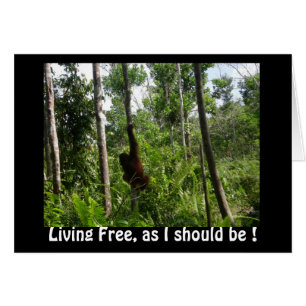 Vivre des Orangutans libres dans la jungle de Born