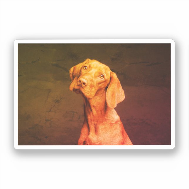 Vizsla (Front)