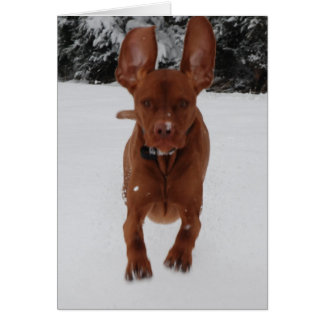 Vizsla - Big ears