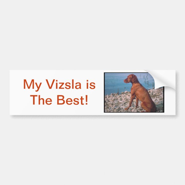 Vizsla Bumper Sticker (Front)