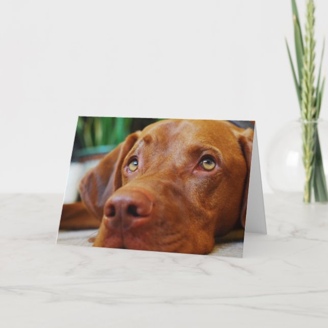 VIZSLA - carte vierge (Devant)