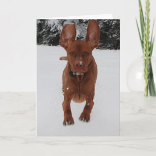 Vizsla - Do my ears look big? Card