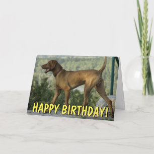 Vizsla dog birthday card