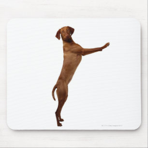 Vizsla Dog Mouse Pad