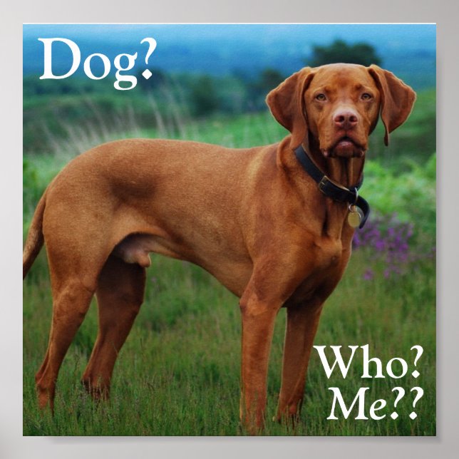 Vizsla - Dog?, Who?, Me?? Poster (Front)
