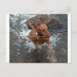 Vizsla_fetching in water.png postcard