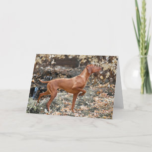 Vizsla Greeting Cards