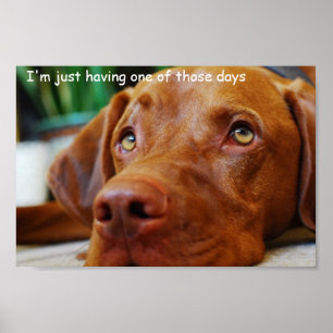 Vizsla - Just having one of those days Poster