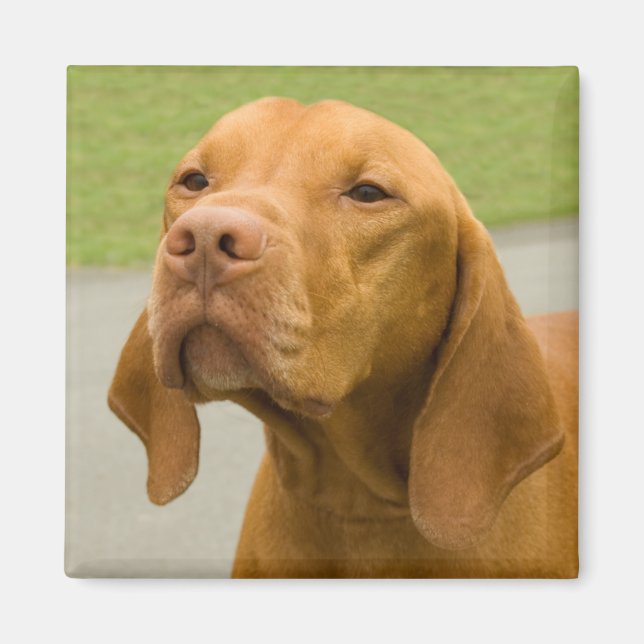 Vizsla Magnet (Front)