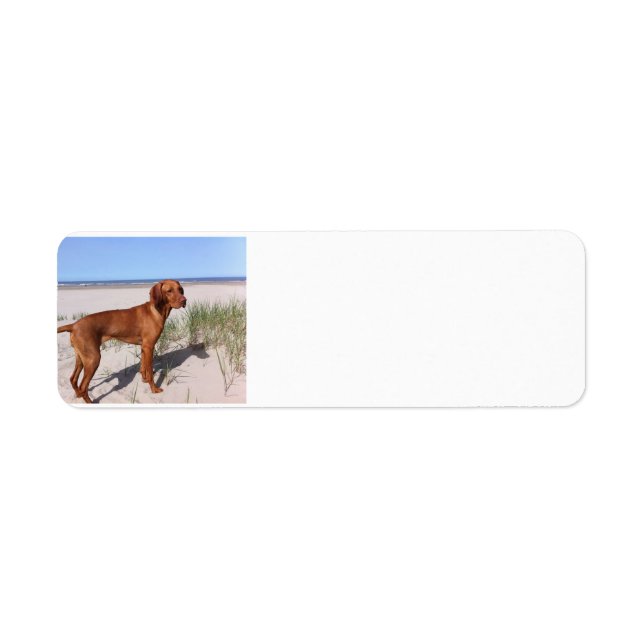 vizsla pleine (Devant)