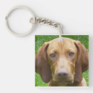vizsla.png