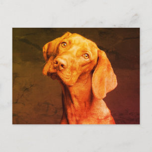 Vizsla Postcard