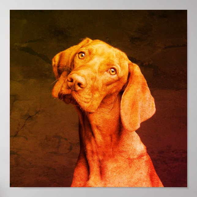 Vizsla Poster (Front)