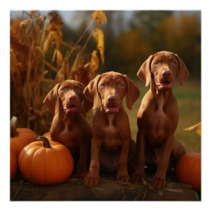 Vizsla Puppy Autumn Delight Pumpkin Poster