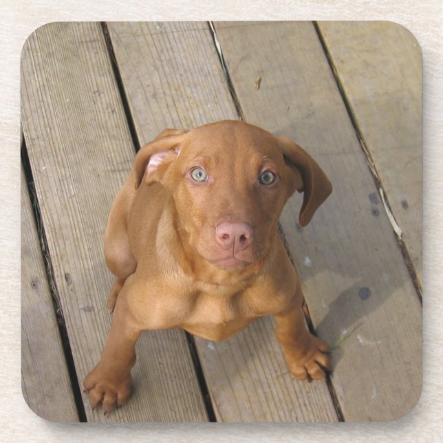 vizsla puppy coaster (Front)