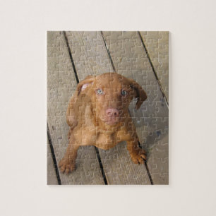 vizsla puppy jigsaw puzzle