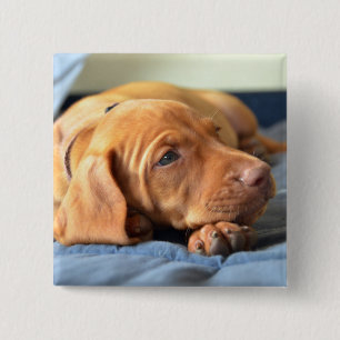Vizsla Puppy Resting On Its Paw 2 Inch Square Button