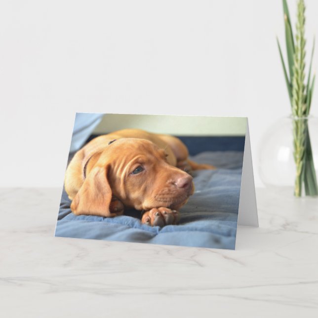 Vizsla Puppy Resting On Its Paw Card (Front)