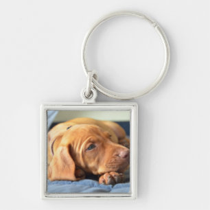 Vizsla Puppy Resting On Its Paw Keychain