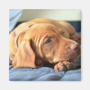 Vizsla Puppy Resting On Its Paw Magnet