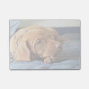 Vizsla Puppy Resting On Its Paw Post-it Notes