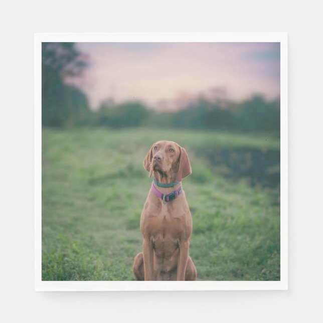 vizsla sitting napkin (Front)