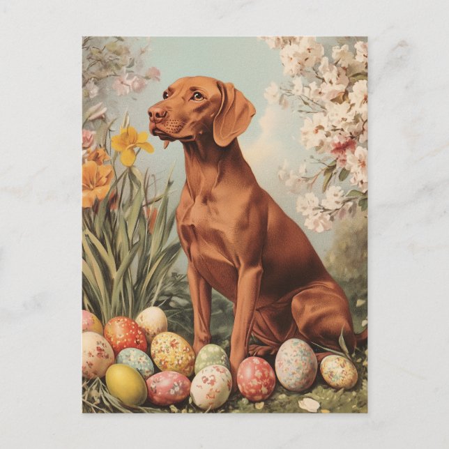 Vizsla Vintage Easter  Postcard (Front)